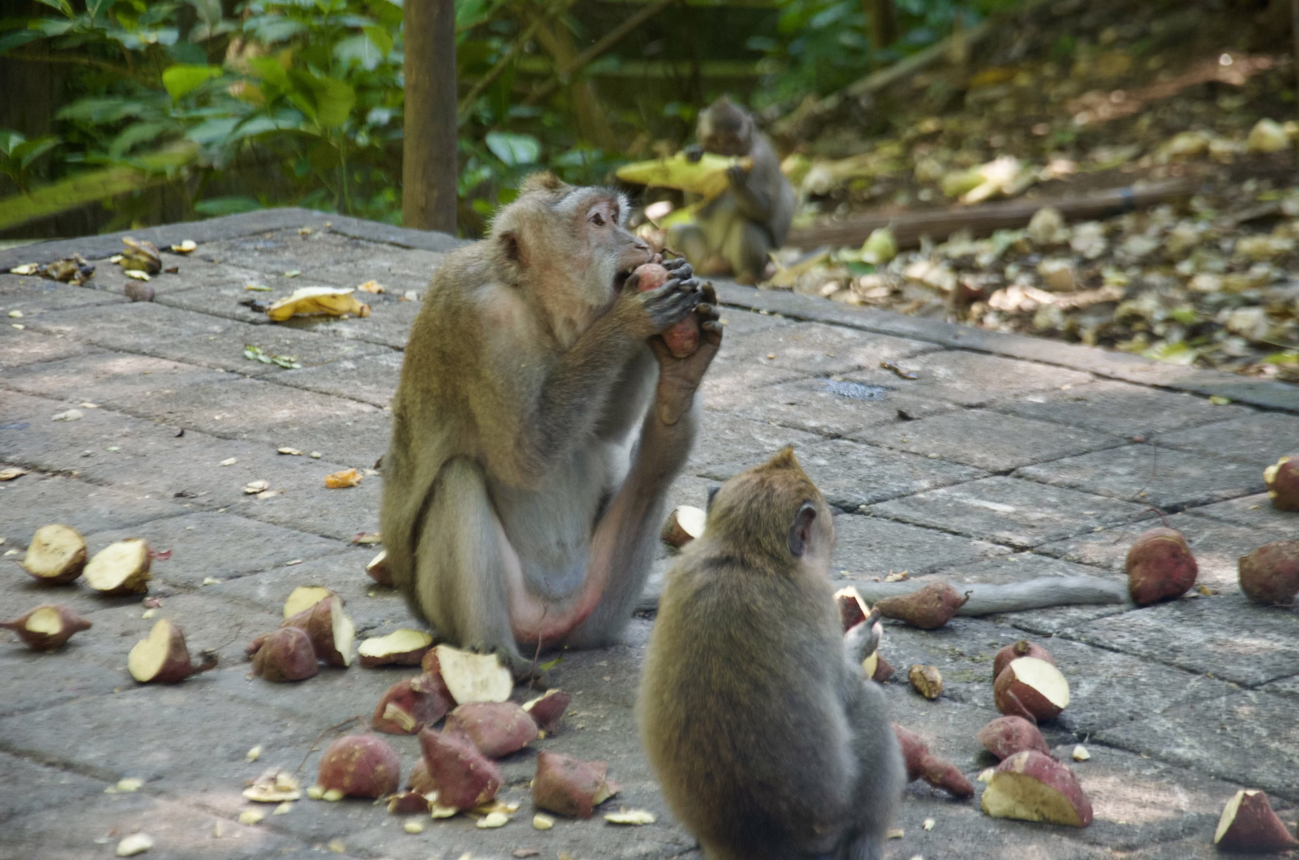 Sacred Monkey Forest Sanctuary Ubud Bali with ancient temples