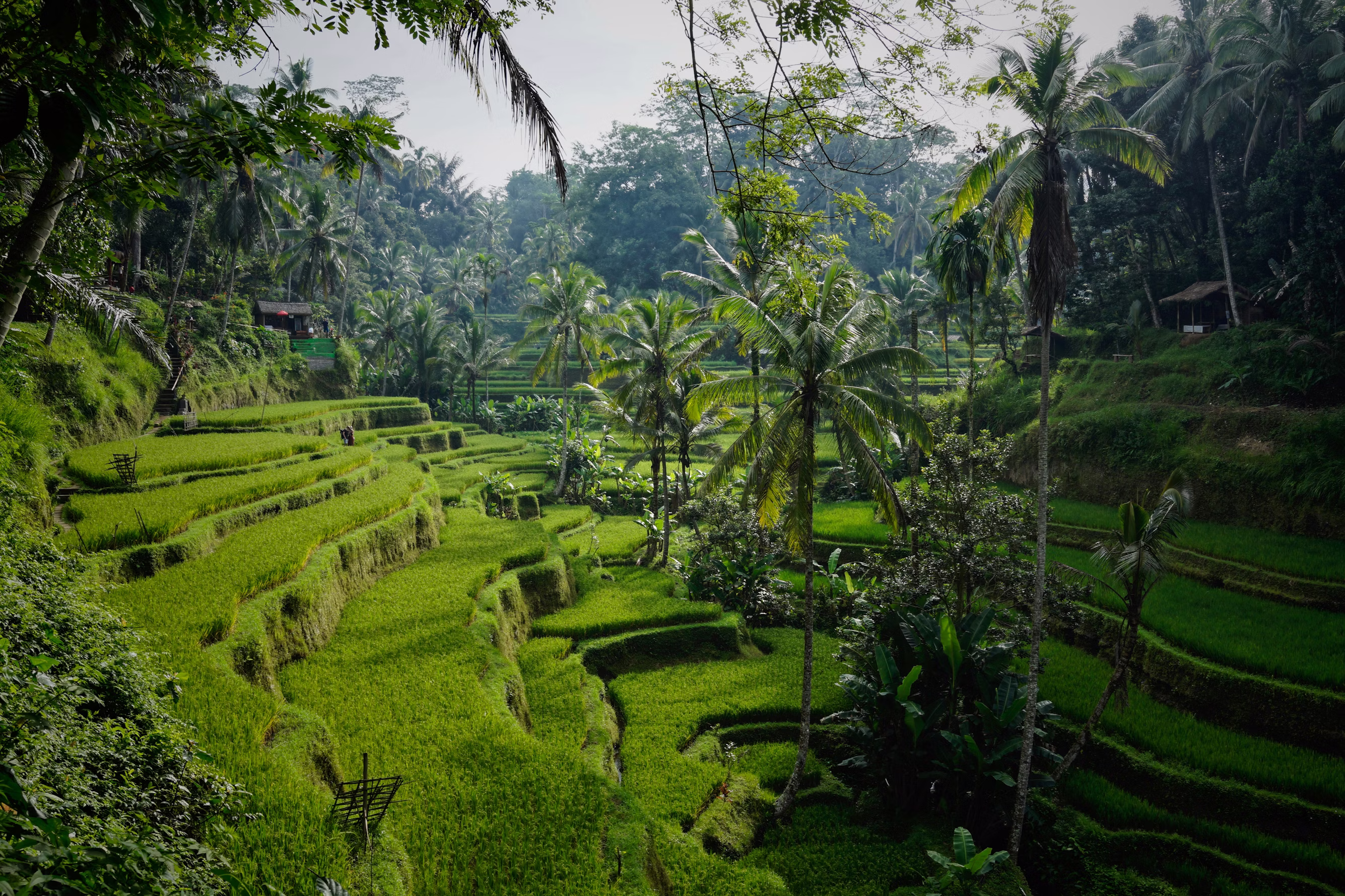 Rice terraces in Ubud